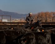 CCA President Mark Lacey moving cattle