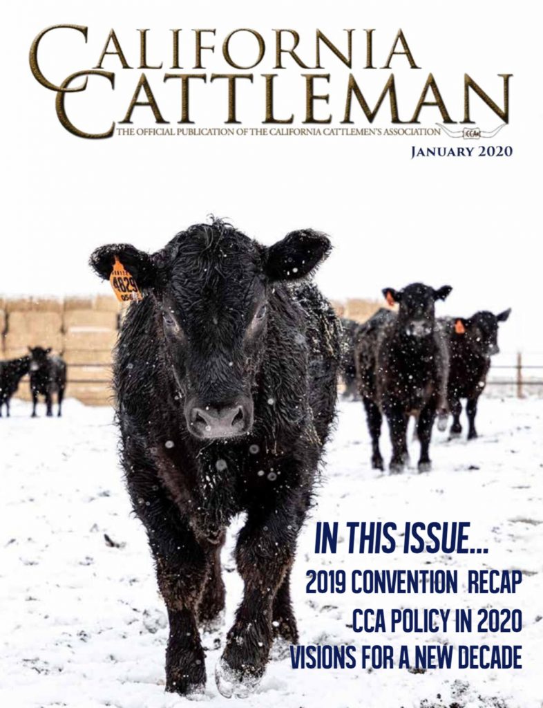 Feedlot cattle in snow on cover of January California Cattleman