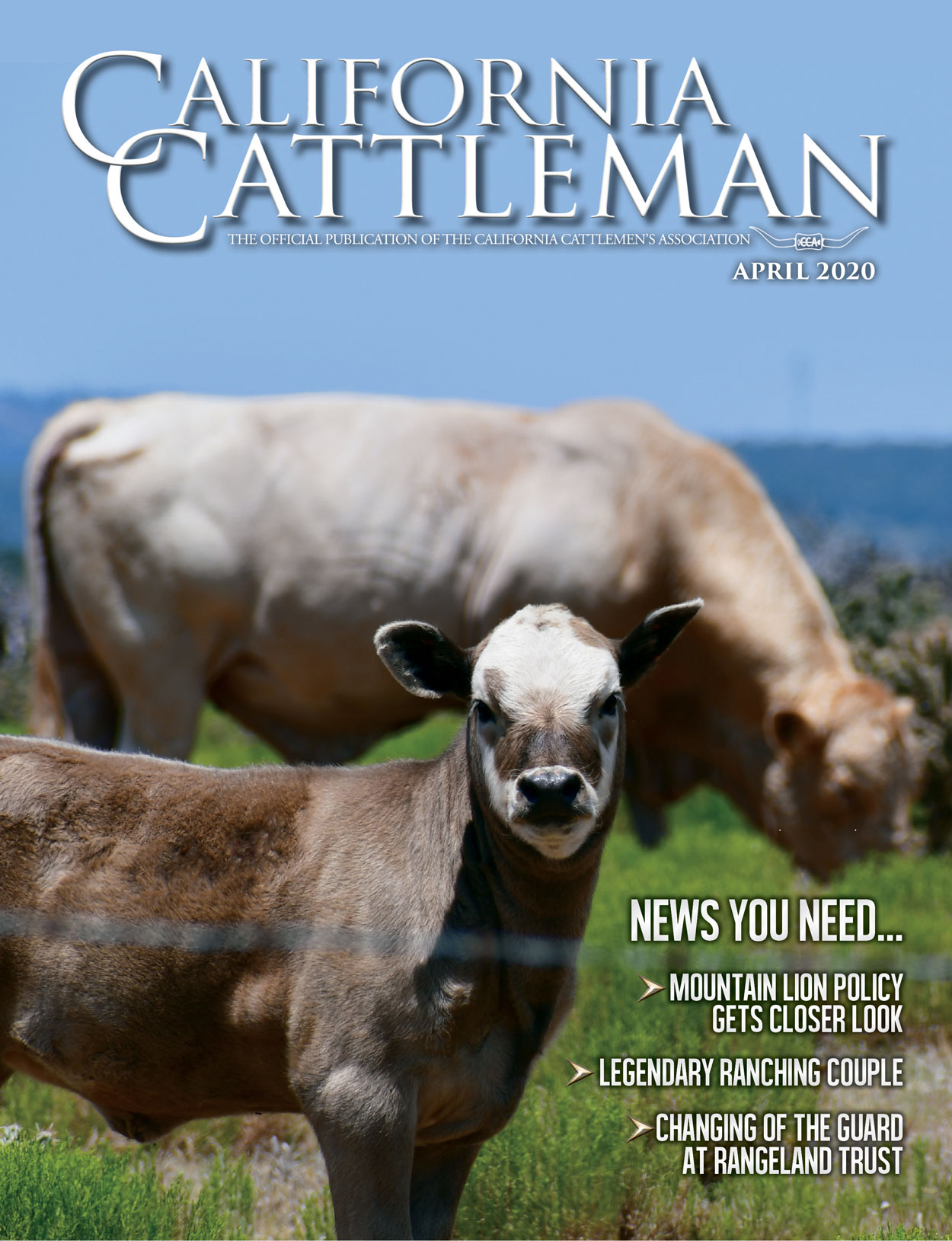 April CCA Magazine cover of Charolais cross calf