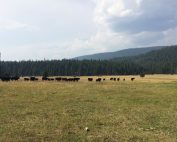Cattle on public lands