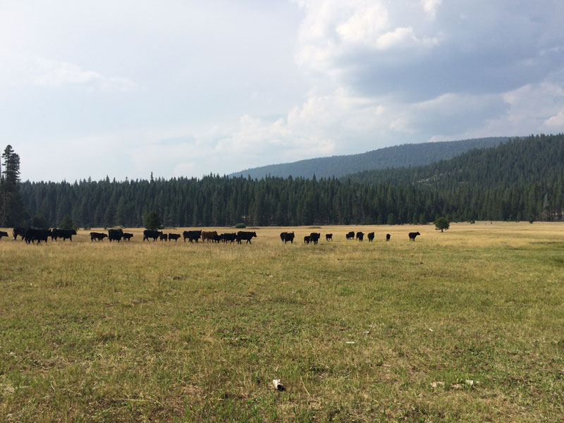 Cattle on public lands