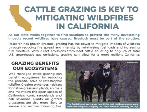 Wildfire Factsheet