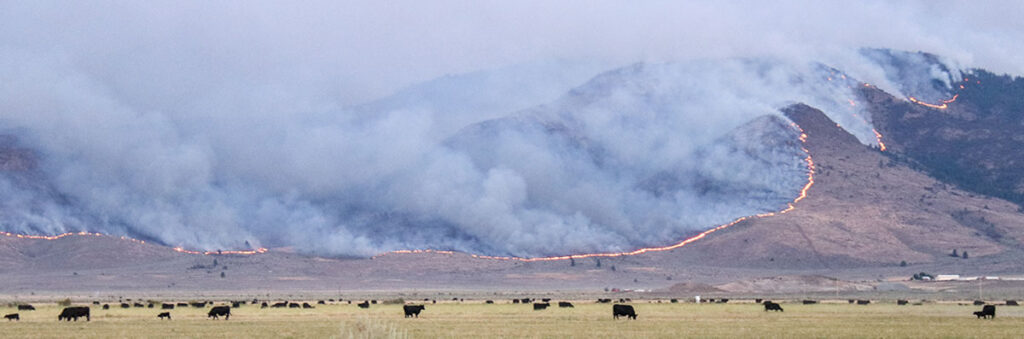 Mountainside burning behind cattle grazing