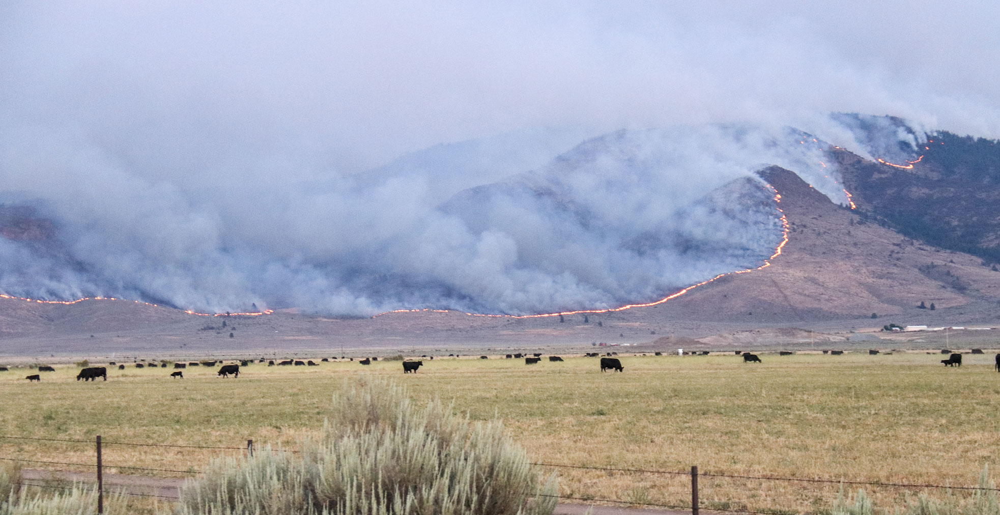 Mountainside burning behind cattle grazing