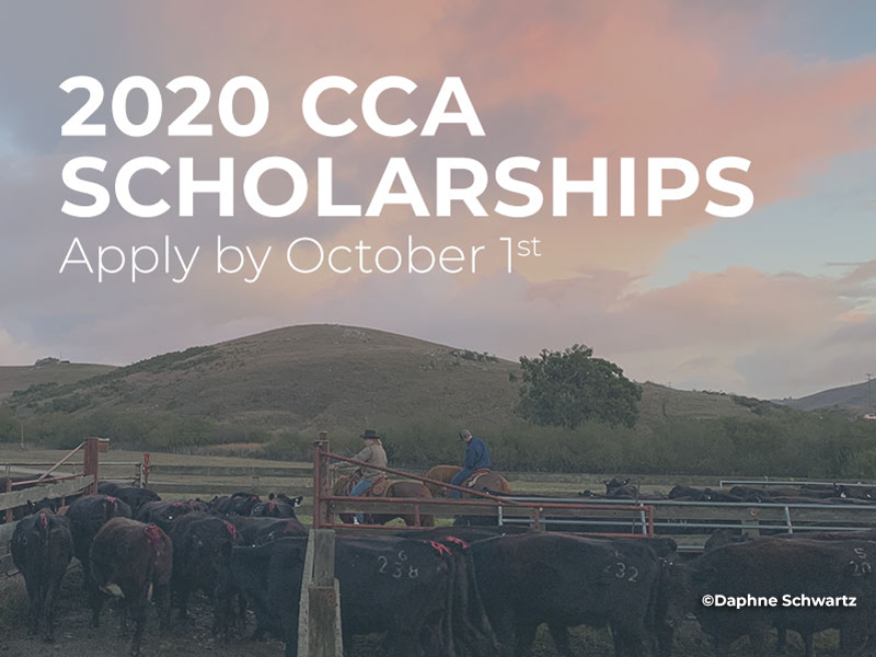 2020 CCA Scholarship, Apply by Oct 1