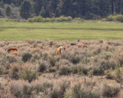 Hereford cow in foothills