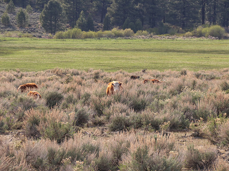 Hereford cow in foothills