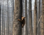 A bear cub post fire