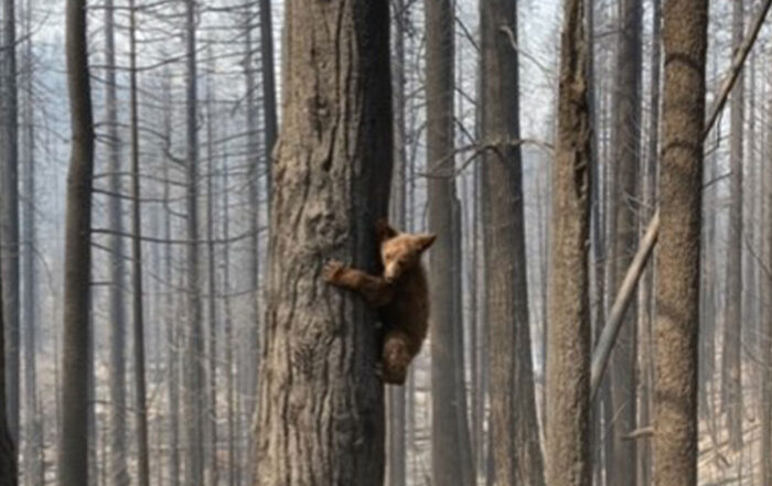 A bear cub post fire