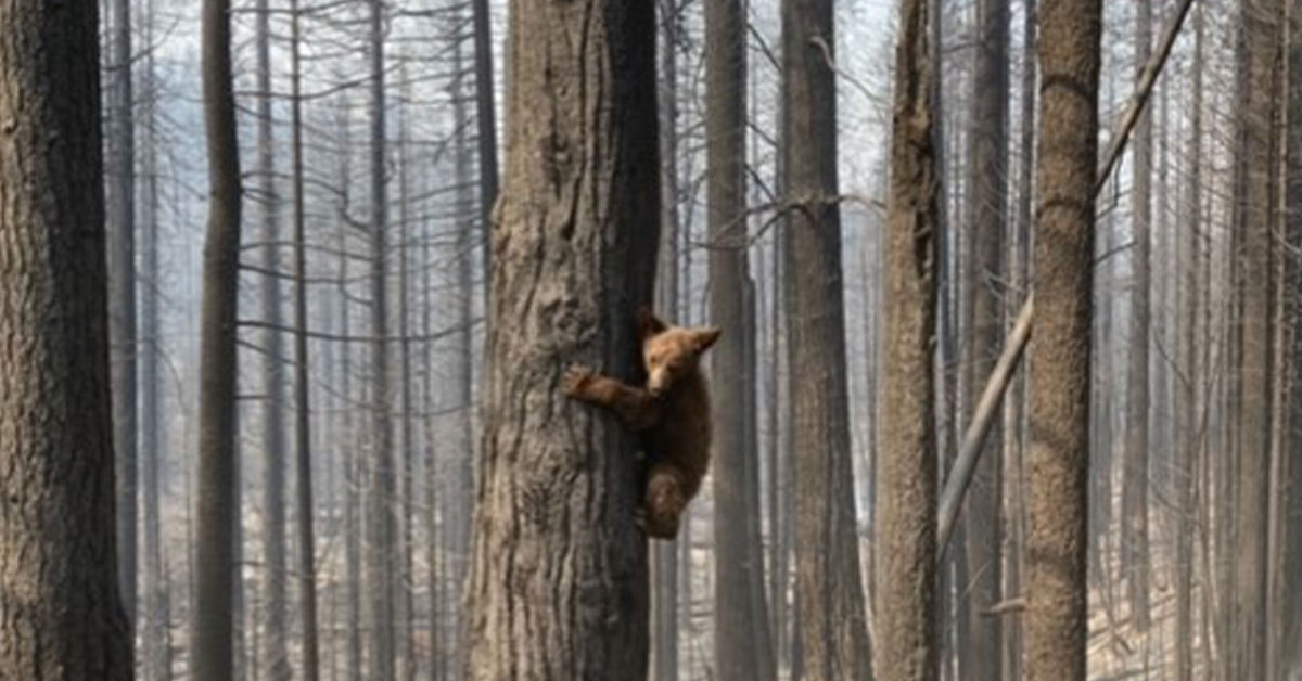 A bear cub post fire