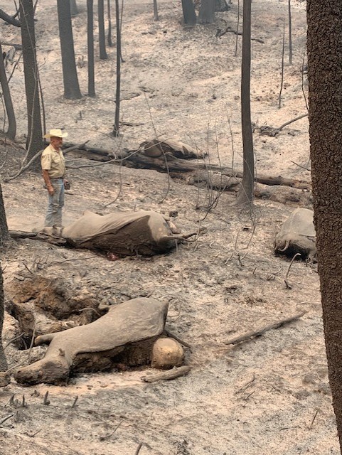 Rancher observing damage to land, cattle and legacy post fire.