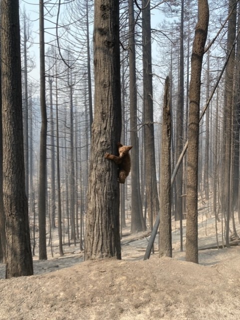 A bear cub post fire