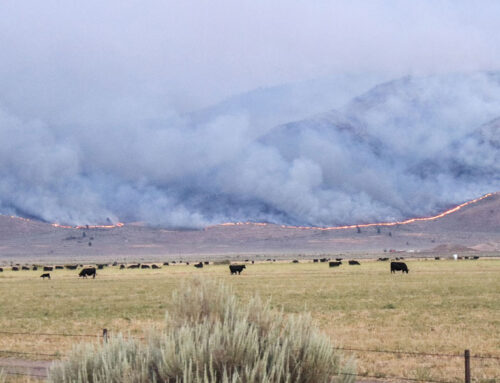 Virtual Workshop on Post-Fire Relief & Recovery Programs for Ranchers