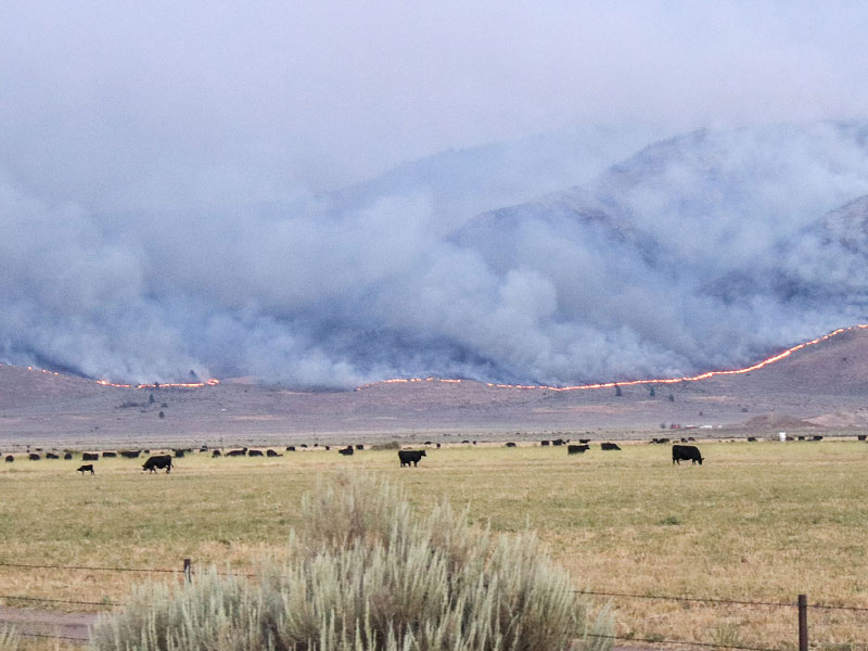 Mountainside burning behind cattle grazing