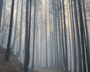 Plumas National Forest post fire