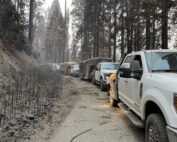 Moving cows home after fire