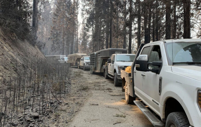 Moving cows home after fire