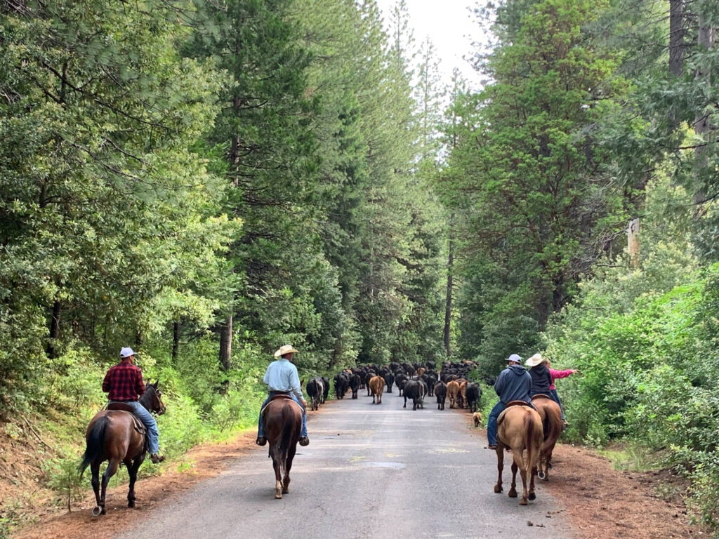 Moving cows in the Plumas National Forest