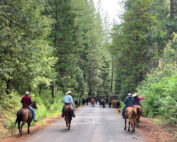 Moving cows in the Plumas National Forest