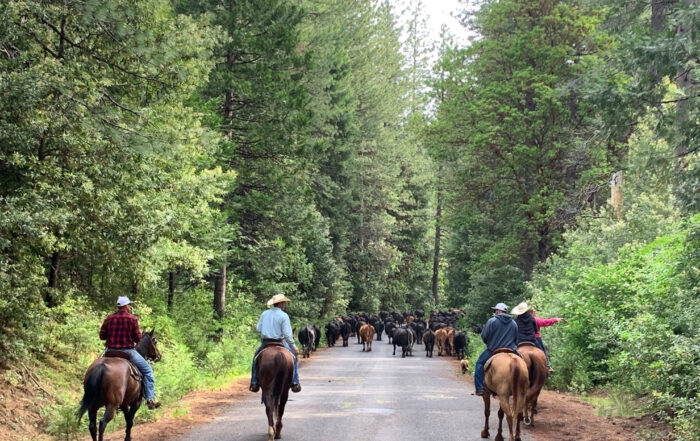 Moving cows in the Plumas National Forest