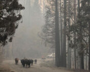Moving cows home after fire