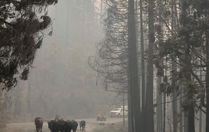 Moving cows home after fire