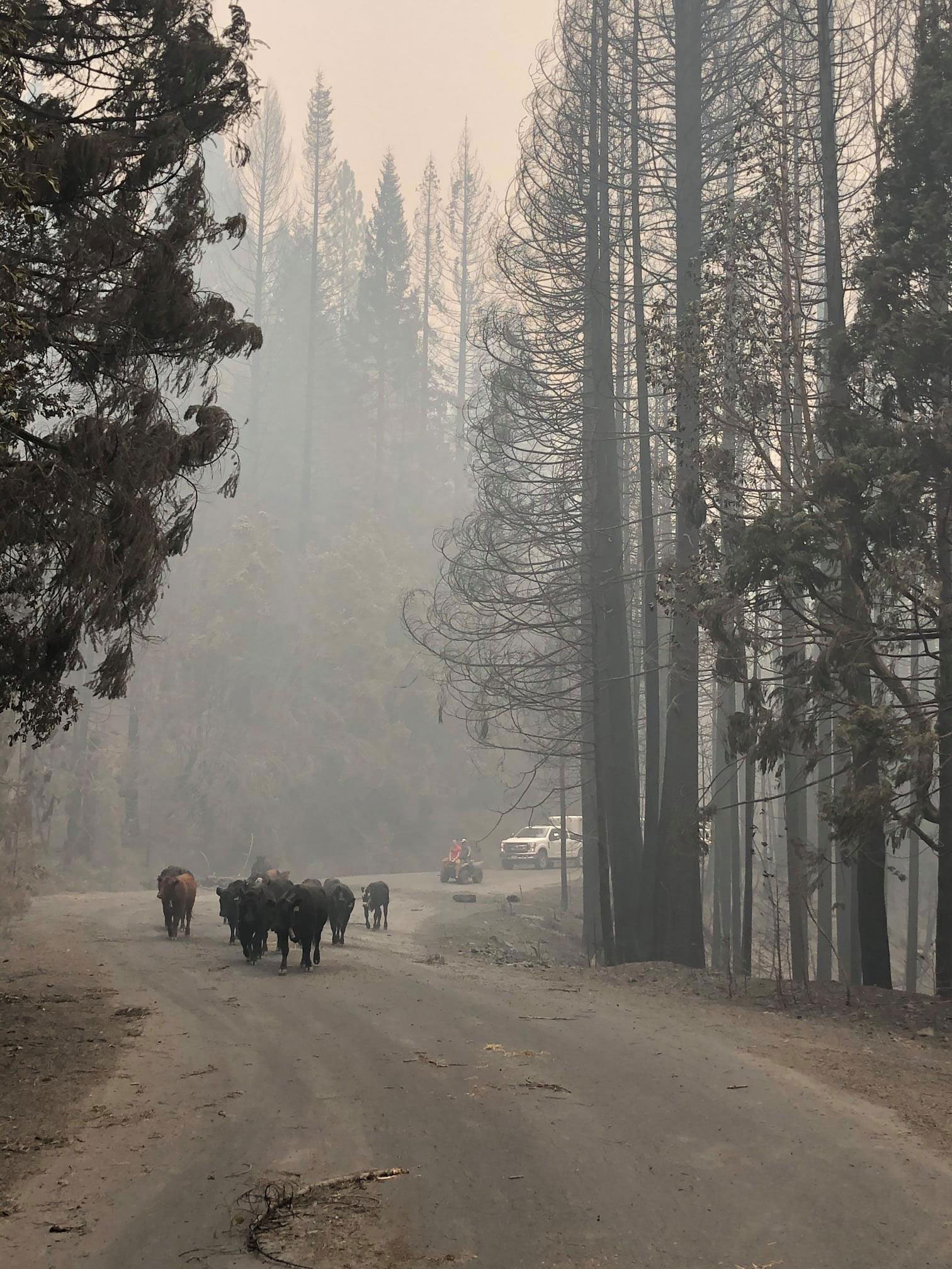 Moving cows home after fire