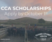 CCA Scholarship, Apply by Oct 1