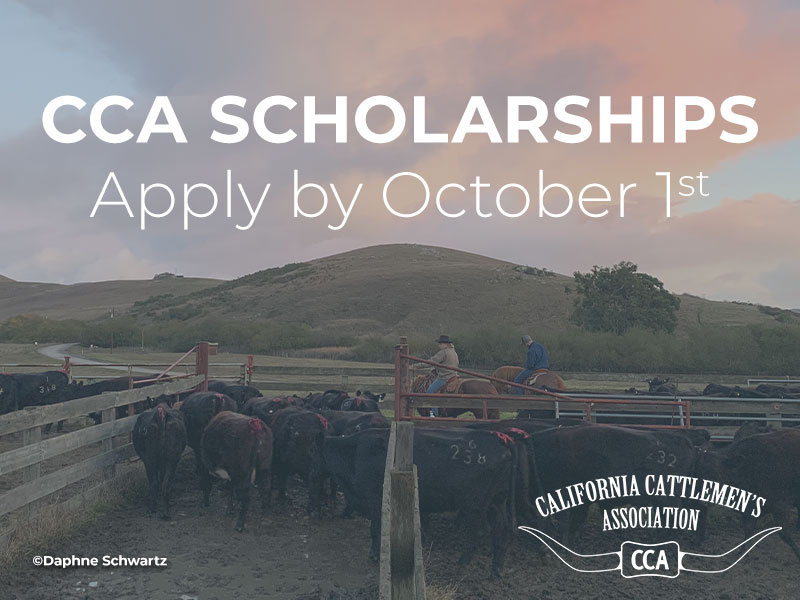 CCA Scholarship, Apply by Oct 1