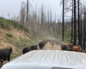 moving cattle