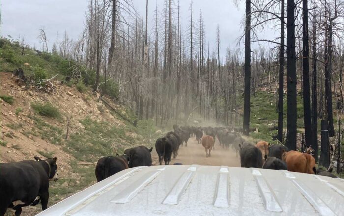 moving cattle