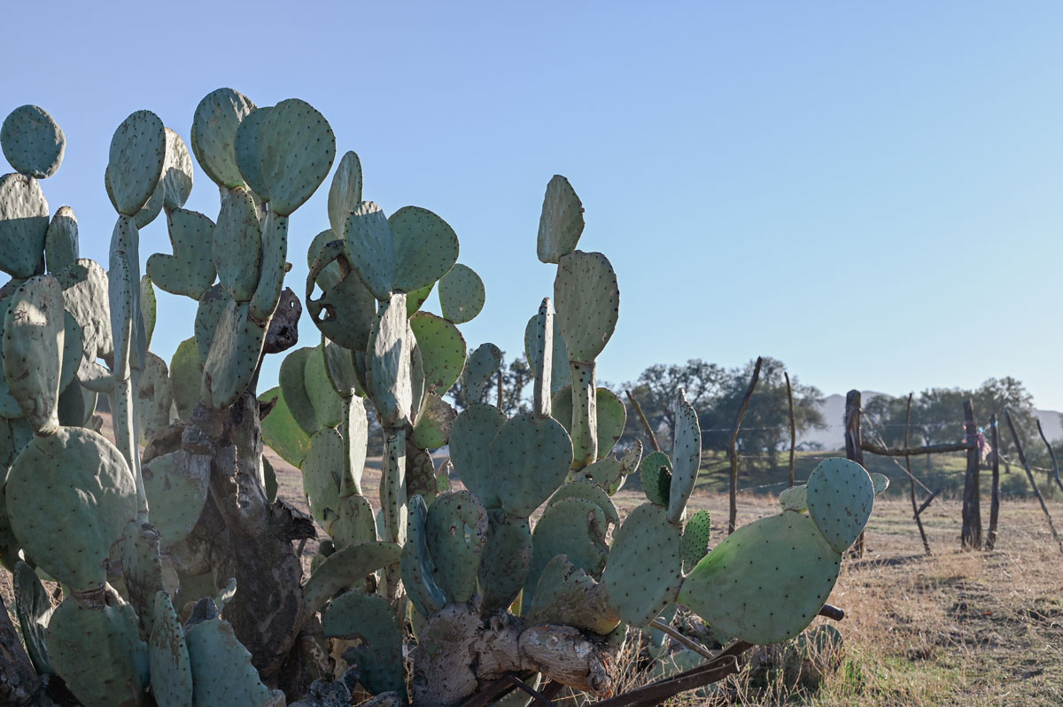 Cactus in Pozo