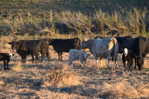 Cows in Pozo