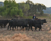 Steve moving cows