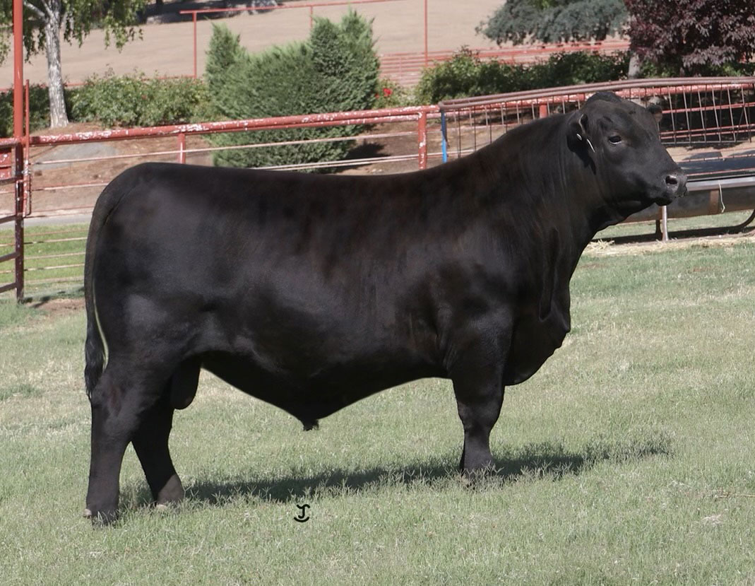 Rhoades Ranch Angus bull