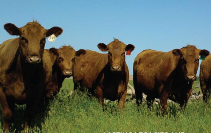 California Cattleman Sept 2023