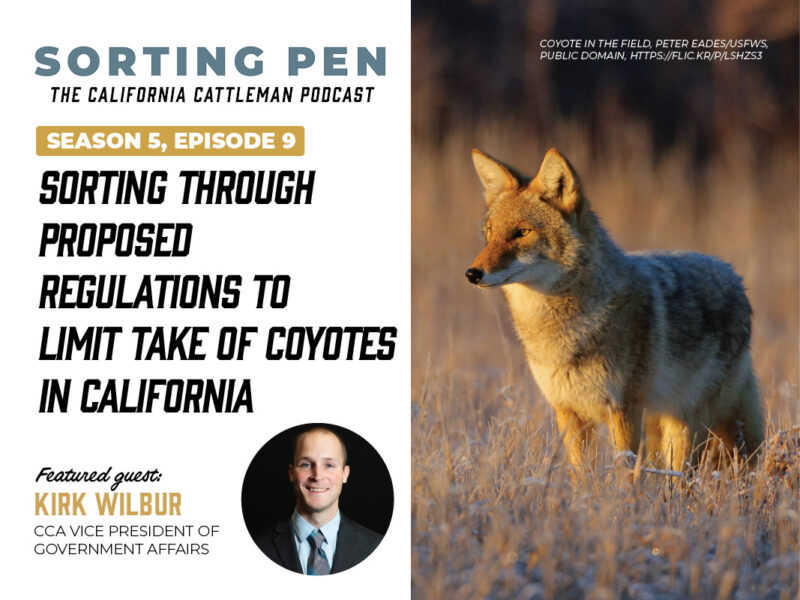 Sorting through proposed regulations to limit take of coyotes in ...